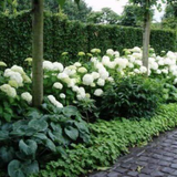Hydrangea Arborescens Annabelle vaso 18