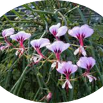 Pelargonium  Tetragonum (Succulento)