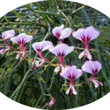 Pelargonium  Tetragonum (Succulento)