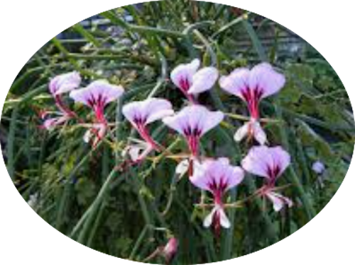 Pelargonium  Tetragonum (Succulento)
