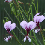 Pelargonium  Tetragonum (Succulento)