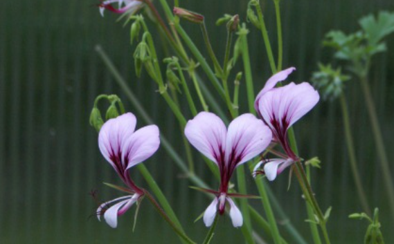 Pelargonium  Tetragonum (Succulento)