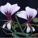 Pelargonium  Tetragonum (Succulento)
