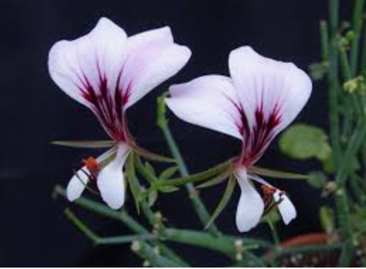 Pelargonium  Tetragonum (Succulento)