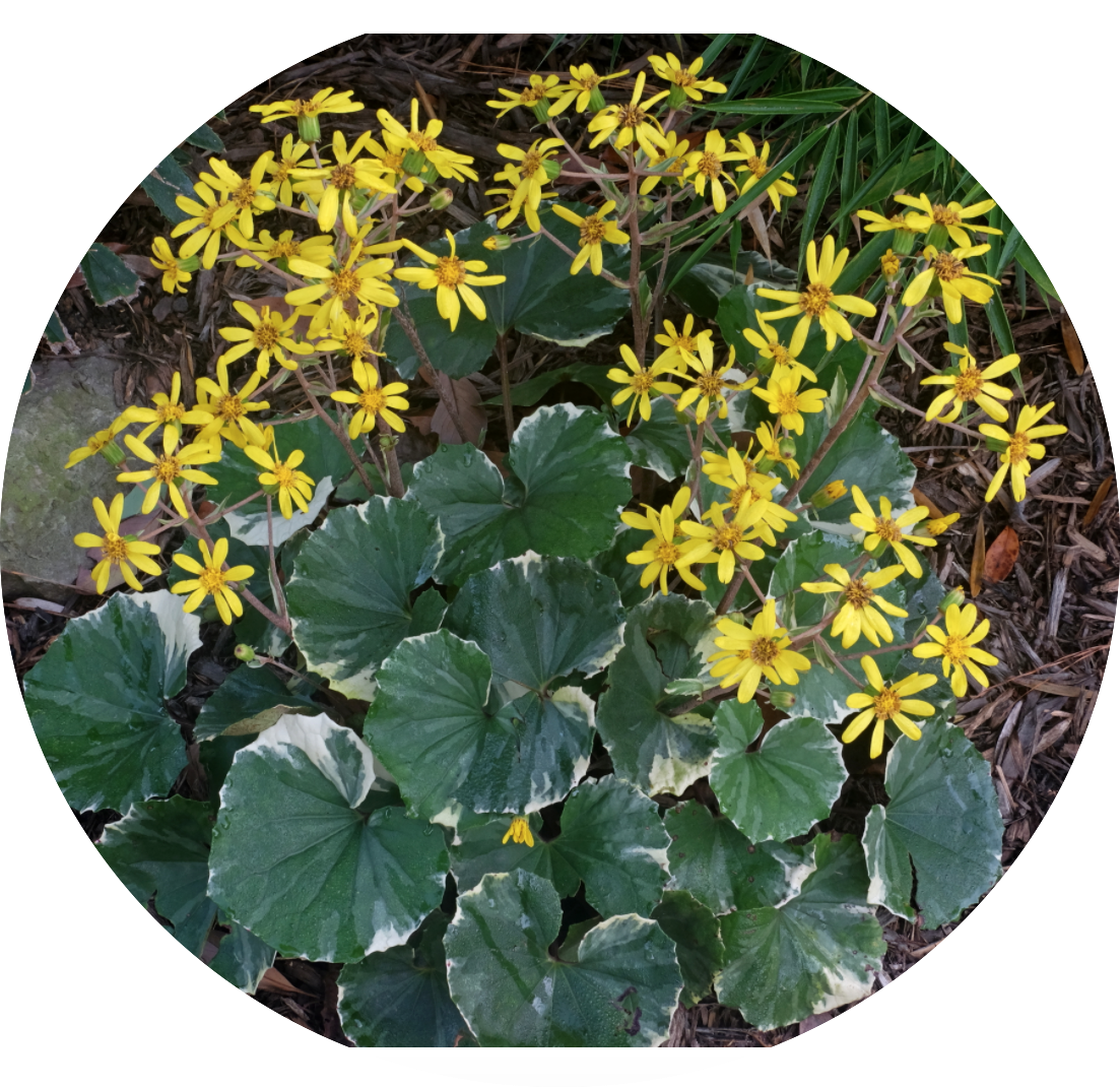Farfugium Japonicum Argenteum