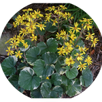Farfugium Japonicum Argenteum