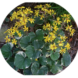 Farfugium Japonicum Argenteum