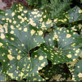 Farfugium Japonicum Aureomaculatum vaso 9