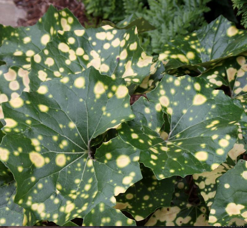 Farfugium Japonicum Aureomaculatum vaso 9