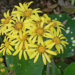 Farfugium Japonicum Aureomaculatum vaso 9