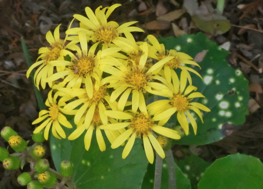 Farfugium Japonicum Aureomaculatum vaso 9