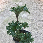 Farfugium Shishi Botan