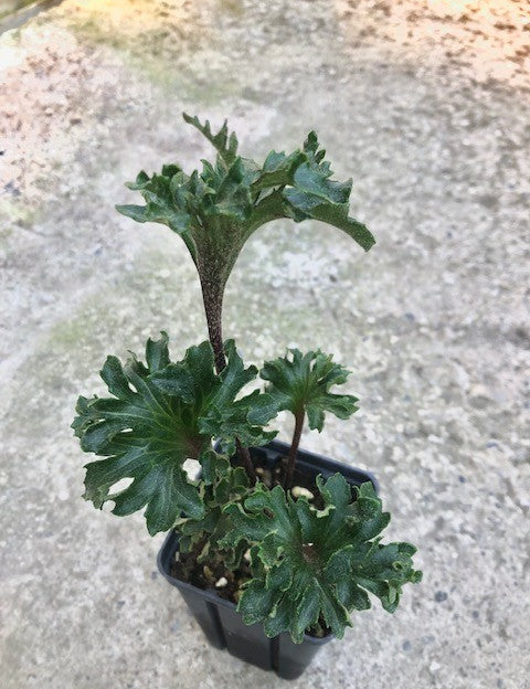 Farfugium Shishi Botan