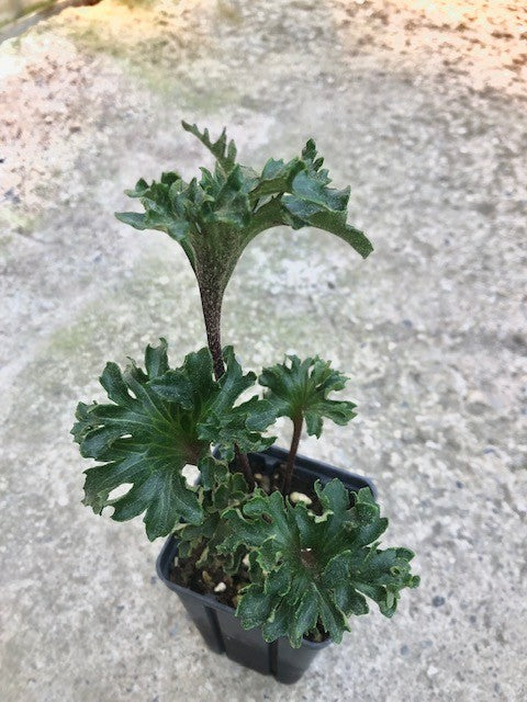 Farfugium Shishi Botan