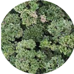 Farfugium Shishi Botan