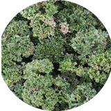 Farfugium Shishi Botan