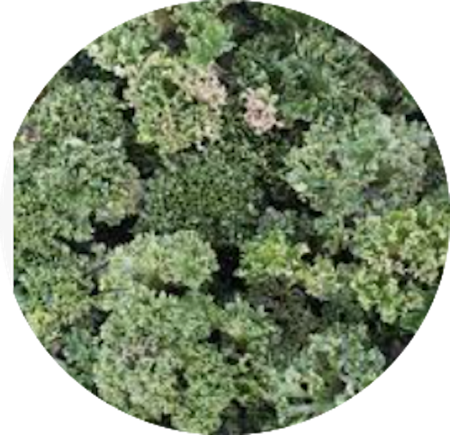 Farfugium Shishi Botan