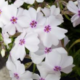 phlox subulata amazing grace vaso