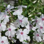 phlox subulata amazing grace vaso