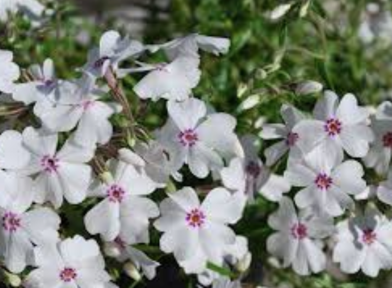 phlox subulata amazing grace vaso