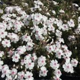 phlox subulata amazing grace vaso