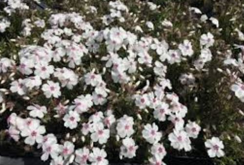 phlox subulata amazing grace vaso