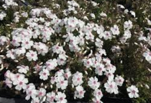 phlox subulata amazing grace vaso