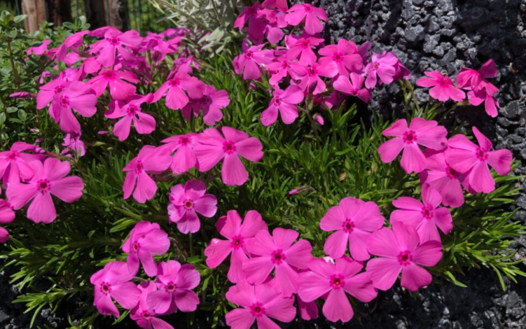 Phlox subulata Macdaniel's Cushion vaso 9