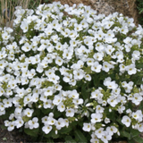 Arabis caucasica plena v.9