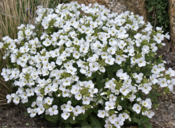 Arabis caucasica plena v.9