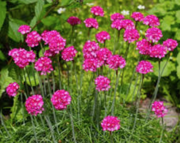Armeria Marittima  vaso 13