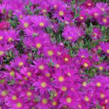 Mesembryanthemum spp.  vaso 13