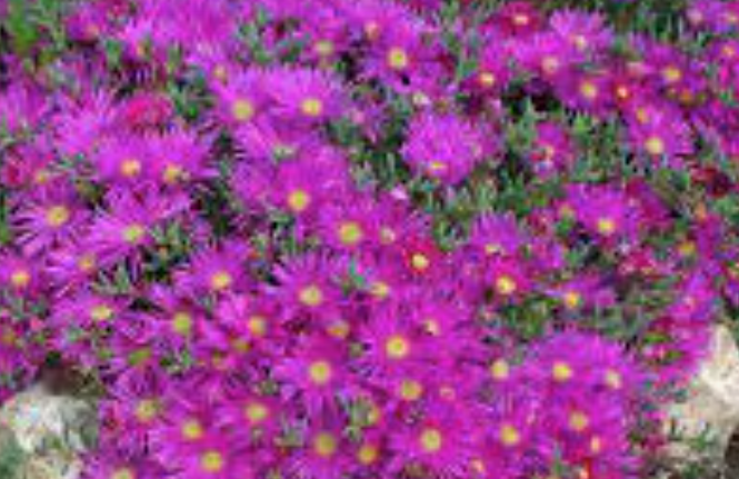 Mesembryanthemum spp.  vaso 13