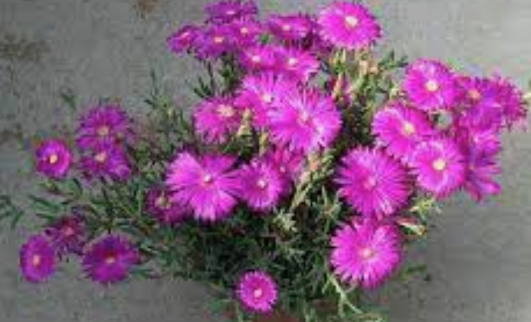 Mesembryanthemum spp.  vaso 13