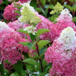HYDRANGEA PANICULATA PINKACHU (Proven Winner) v.18