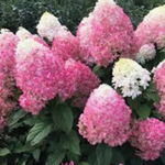 hydrangea paniculata vanille fraise vaso 18