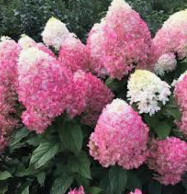 hydrangea paniculata vanille fraise vaso 18