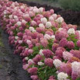 hydrangea paniculata vanille fraise vaso 18