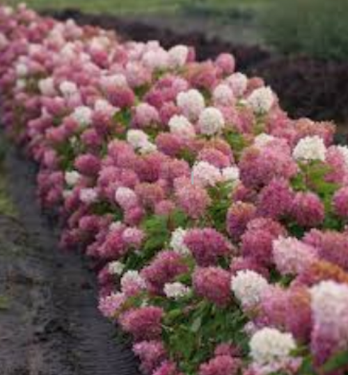hydrangea paniculata vanille fraise vaso 18