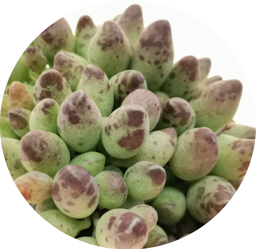 Adromischus Clavifolius