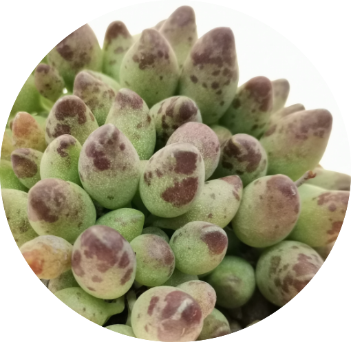Adromischus Clavifolius