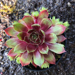Sempervivum Fuego vaso 9/10
