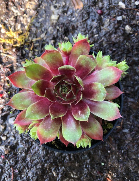 Sempervivum Fuego vaso 9/10