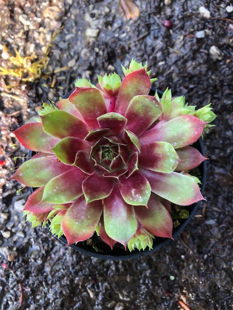 Sempervivum Fuego vaso 9/10