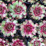 Sempervivum Fuego vaso 9/10