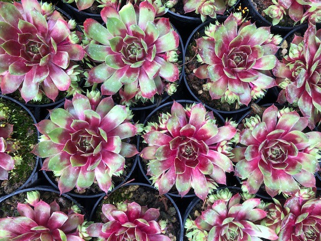 Sempervivum Fuego vaso 9/10