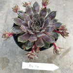 Sempervivum Blue Ice vaso 9/10