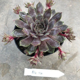 Sempervivum Blue Ice vaso 9/10