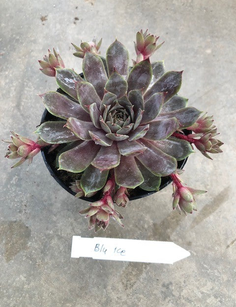 Sempervivum Blue Ice vaso 9/10