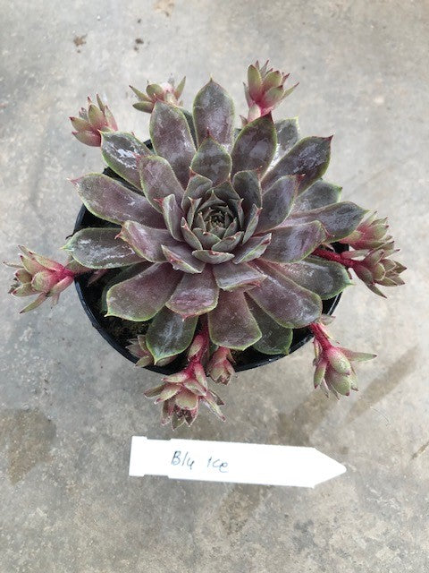 Sempervivum Blue Ice vaso 9/10